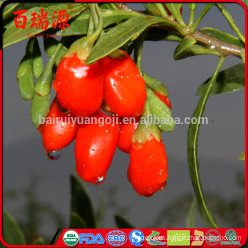 Goji berry em capsulas goji berry preco frutto di goji